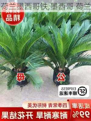 荷兰墨西哥铁,墨西哥 荷兰